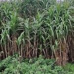 Miscanthus × longiberbis Foglia