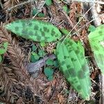 Scoliopus bigelovii Hoja