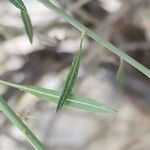 Prunus scoparia Hoja