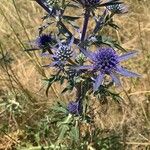 Eryngium amethystinum Агульны выгляд