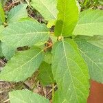 Ficus sur Leaf