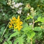 Hypericum hirsutum Blomst