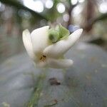 Atractocarpus pterocarpon 花