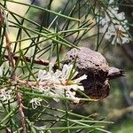 Hakea sericea 果實