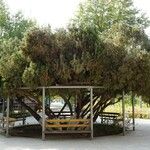 Chamaecyparis thyoides Habit