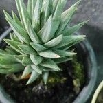 Haworthiopsis glauca 葉