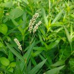 Persicaria lapathifoliaFlower