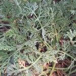 Daucus pumilus Jani