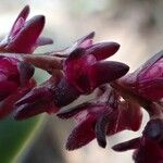 Bulbophyllum pumilum Flor