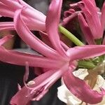 Nerine bowdenii Kvet