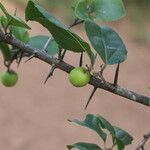 Flacourtia indica Frucht