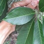 Esenbeckia leiocarpa Blatt