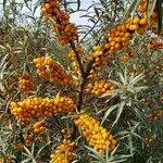 Hippophae rhamnoides Owoc