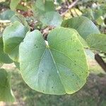 Cercis siliquastrumList