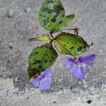 Commelina tuberosa 葉