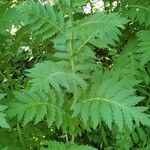 Achillea macrophylla Blad