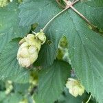 Humulus scandens 果実