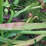 Sarracenia flava Folio