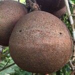 Couroupita guianensis Fruit