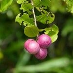 Chrysobalanus icaco Fruit