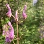 Aconitum septentrionale Květ