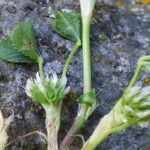 Trifolium retusum Lorea