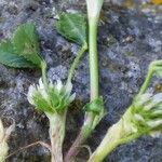 Trifolium retusum Flower