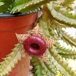 Huernia zebrina Λουλούδι