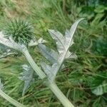 Echinops exaltatus Foglia