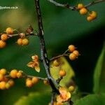 Celastrus paniculatus Ffrwyth