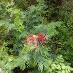 Calliandra houstoniana Цвят