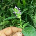 Prunella vulgaris Ліст