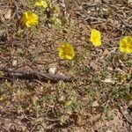 Helianthemum croceum Цветок