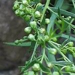 Artemisia dracunculus Kvet