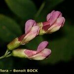 Vicia dumetorum Flower