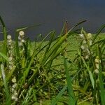 Sparganium emersum Fula
