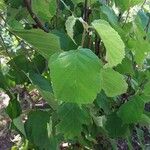Corylus cornuta Leaf