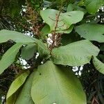 Miconia impetiolaris Leaf