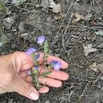 Phacelia linearis 葉