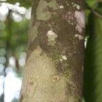 Oxandra asbeckii Corteza