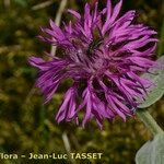 Centaurea jordaniana 花