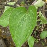 Clematis integrifolia Leaf