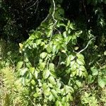 Oxera balansae Συνήθη χαρακτηριστικά