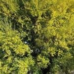 Salix humboldtiana Hábito