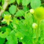 Ranunculus recurvatus Floro