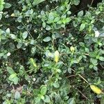 Serissa japonica Hoja