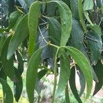 Acacia auriculiformis Hábitos