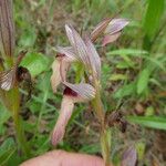 Serapias lingua Corteza