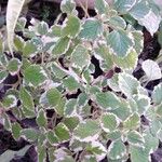 Plectranthus madagascariensisList