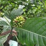 Psychotria mannii
